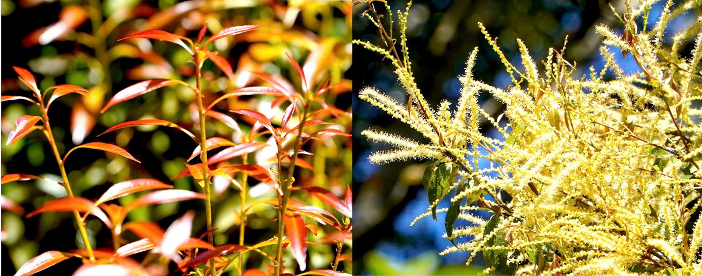 Những chồi non, hoa vàng nở rộ khắp cánh rừng.