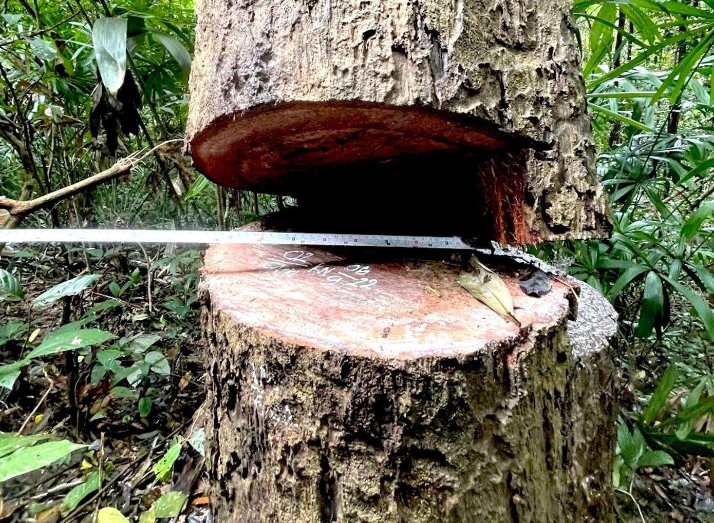 Nhiều thân gỗ vừa bị cắt hạ. Nhiều thân gỗ vừa bị cắt hạ.