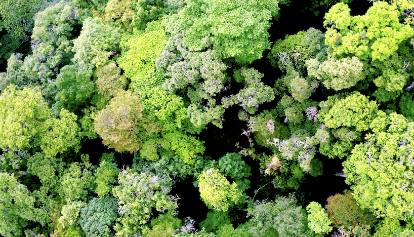 Sâm Ngọc Linh khởi nguồn là một cây thuốc “giấu”. Năm 1973 đoàn điều tra dược liệu do Dược sỹ Đào Kim Long và Nguyễn Châu Giang hướng dẫn đã phát hiện loài sâm này. Đây là loài sâm được đánh giá tốt nhất thế giới, chỉ mọc duy nhất tại vùng núi Ngọc Linh, thuộc địa phận 2 tỉnh Kon Tum và Quảng Nam. Ảnh Phan Nguyên