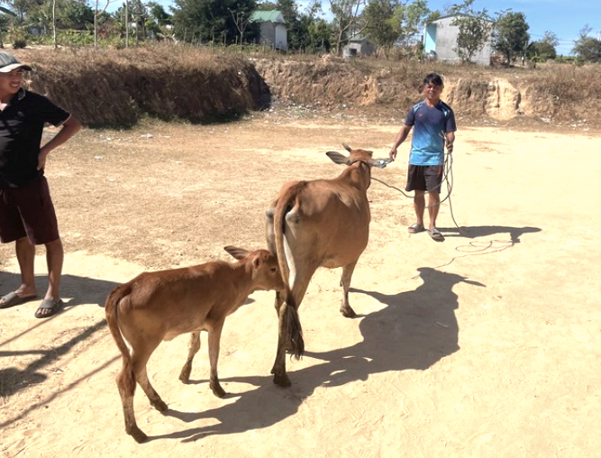 Từ đầu năm 2024 đến nay, huyện Sa Thầy đã cấp hơn 447 con bò cái sinh sản từ các chương trình mục tiêu Quốc gia cho người dân trên địa bàn nay đã sinh sản, phát triển rất tốt Từ đầu năm 2024 đến nay, huyện Sa Thầy đã cấp hơn 447 con bò cái sinh sản từ các chương trình mục tiêu Quốc gia cho người dân trên địa bàn nay đã sinh sản, phát triển rất tốt