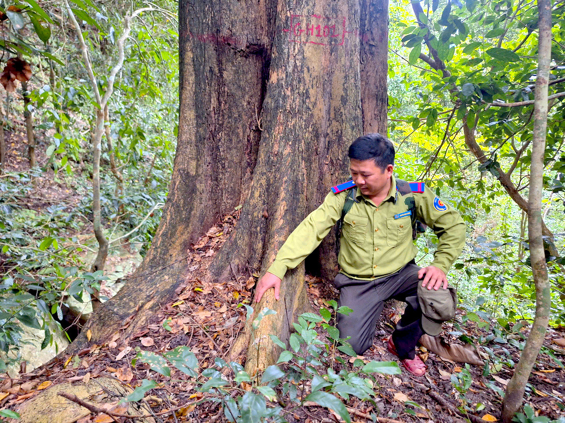 Từng cây giáng hương được đánh số, theo dõi cẩn thận từ trên cao tới gốc.