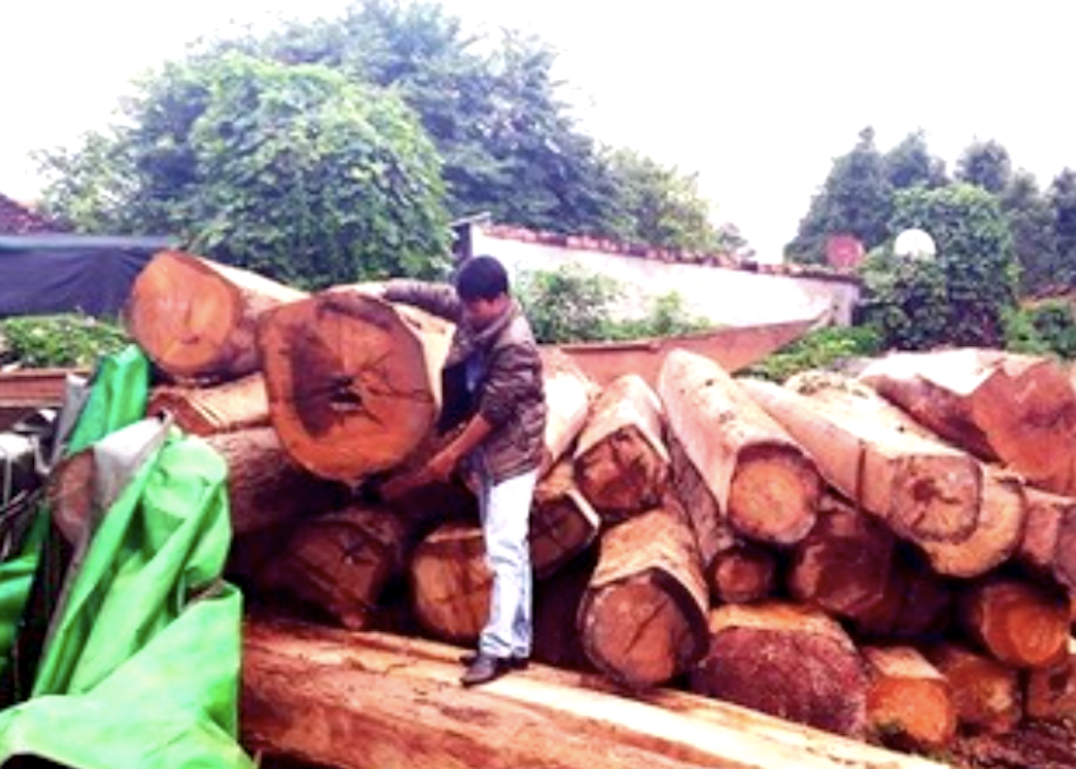 Số gỗ lậu bị cướp tại Hạt Kiểm lâm huyện Ia Grai
