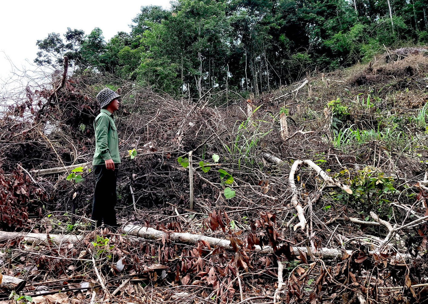 Cán bộ bảo vệ rừng sững sờ trước cảnh rừng bị cưa hạ.