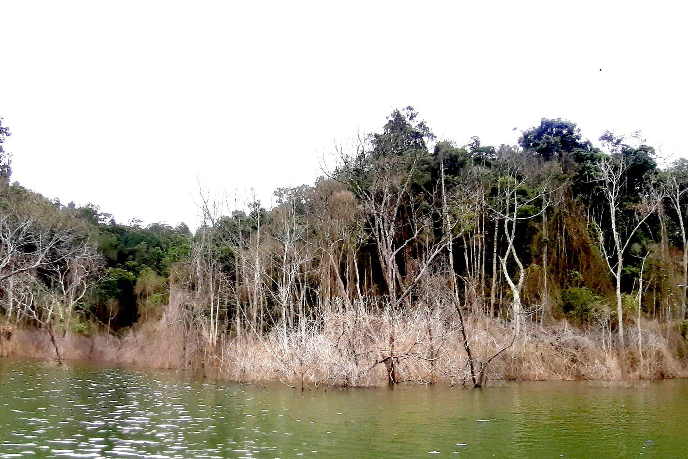 Số lượng cây rừng chết dọc theo hồ chứa nước trải dài khoảng 5km ven bờ hồ thuỷ điện Thượng Kon Tum.