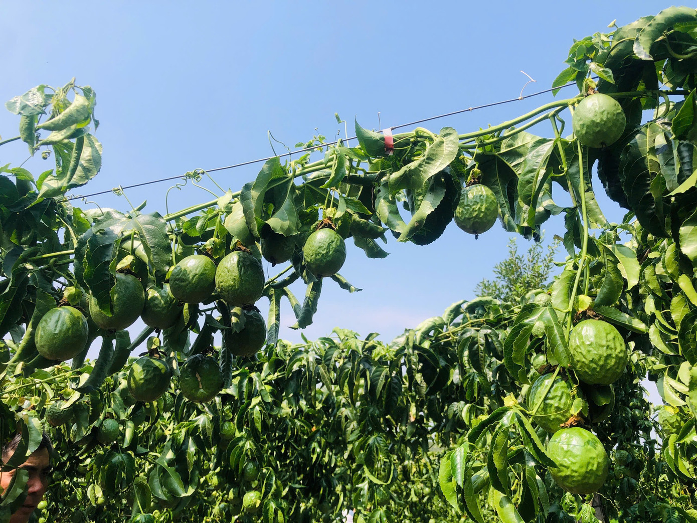 Gốc chanh dây bị chặt đứt lìa không có khả năng phục hồi