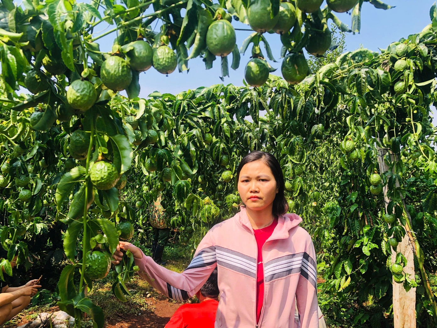 Vợ anh Giỏi bên vườn chanh dây dần héo