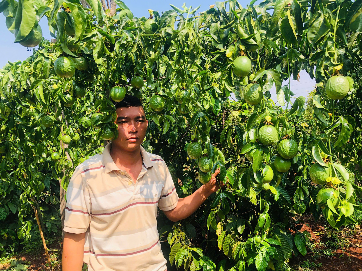 Anh Giỏi buồn bã vì bao công chăm sóc vườn chanh dây giờ bị kẻ gian phá hoại trong một đêm