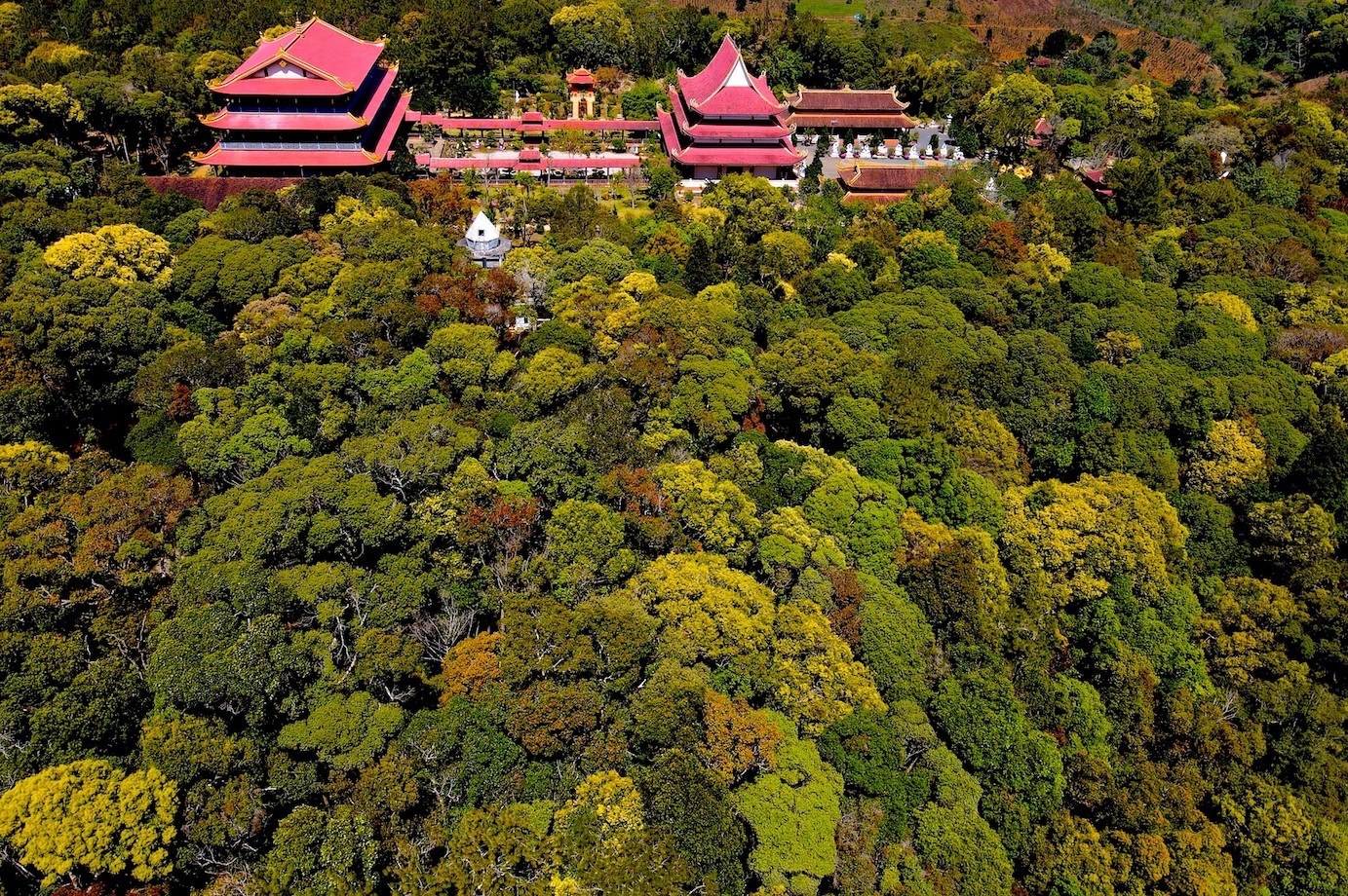 Khu rừng bao quanh chùa Khánh Lâm.