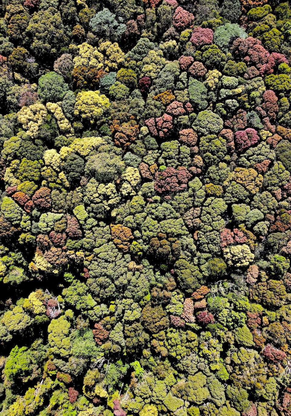 Hạt Kiểm lâm huyện Kon Plông cho biết, trung tâm huyện có diện tích rừng tự nhiên hơn 100.000 ha.