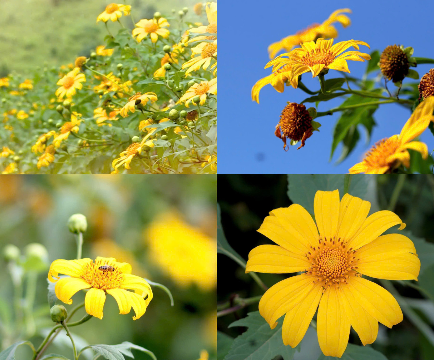 Hoa dã quỳ nhuộm vàng các cung đường ở xã Chư Đang Ya.