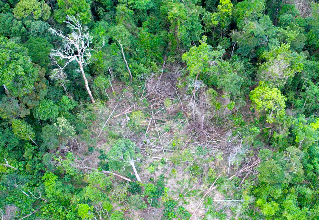 Diện tích rừng này thuộc quản lý của Ban Quản lý rừng phòng hộ Bắc Ia Grai.