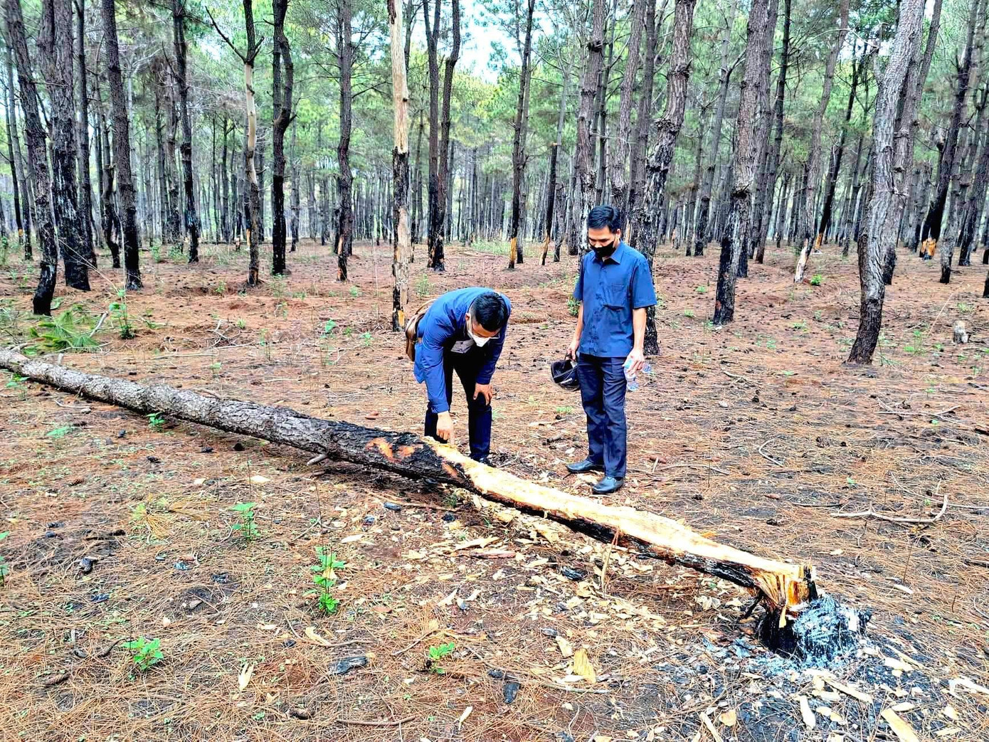 Một cây thông vừa bị róc hết nửa phần thân, nghi để lấy chất đốt Một cây thông vừa bị róc hết nửa phần thân, nghi để lấy chất đốt