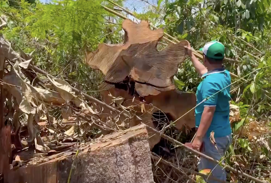 Những thân gỗ lớn bị cưa hạ. Những thân gỗ lớn bị cưa hạ.