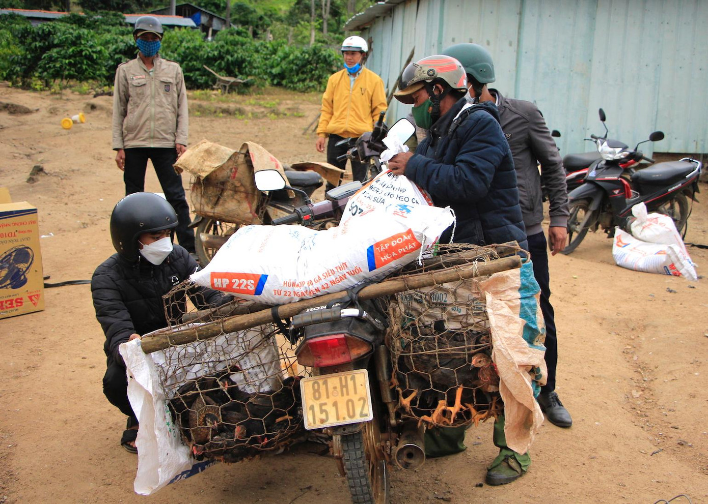 Gà giống mỗi con nặng từ 3 đến 5 lạng, đã được tiêm vắc xin phòng chống các dịch bệnh gia cầm. Ước tính mỗi đàn gà khoảng 40 con.