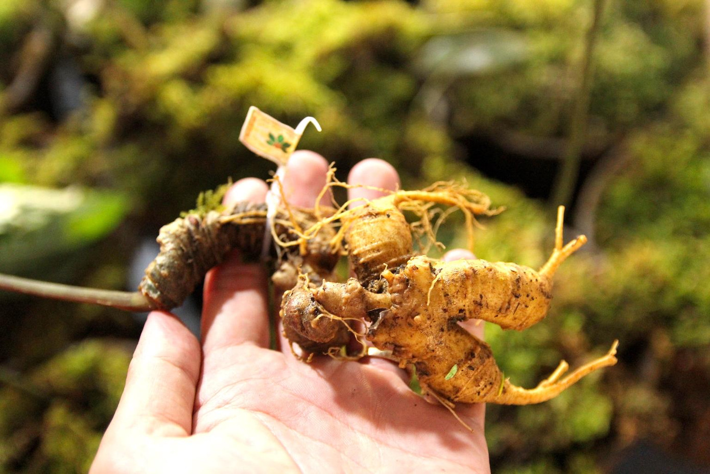 Cận cảnh củ sâm Ngọc Linh.