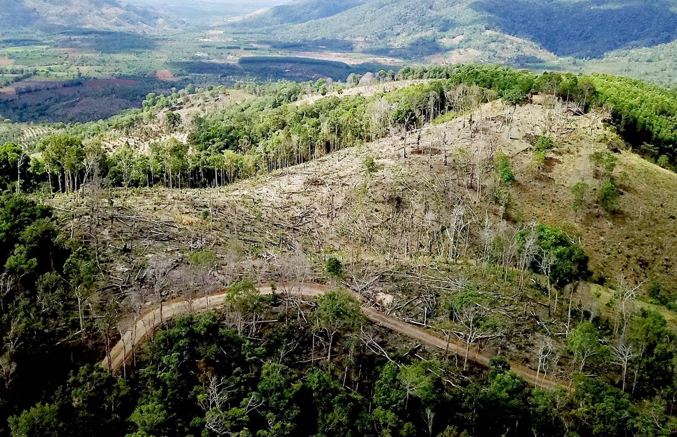 Cả một khoảnh rừng rộng lớn bị phá trắng Cả một khoảnh rừng rộng lớn bị phá trắng