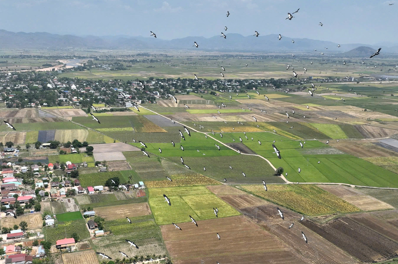 Hàng trăm con cò nhạn bay khắp xã Ia Mrơn. Ảnh: Phạm Quý Hàng trăm con cò nhạn bay khắp xã Ia Mrơn. Ảnh: Phạm Quý