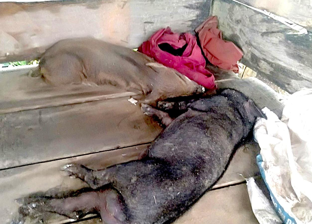 Tại thời điểm kiểm tra, lực lượng chức năng phát hiện 690 con heo đã chết