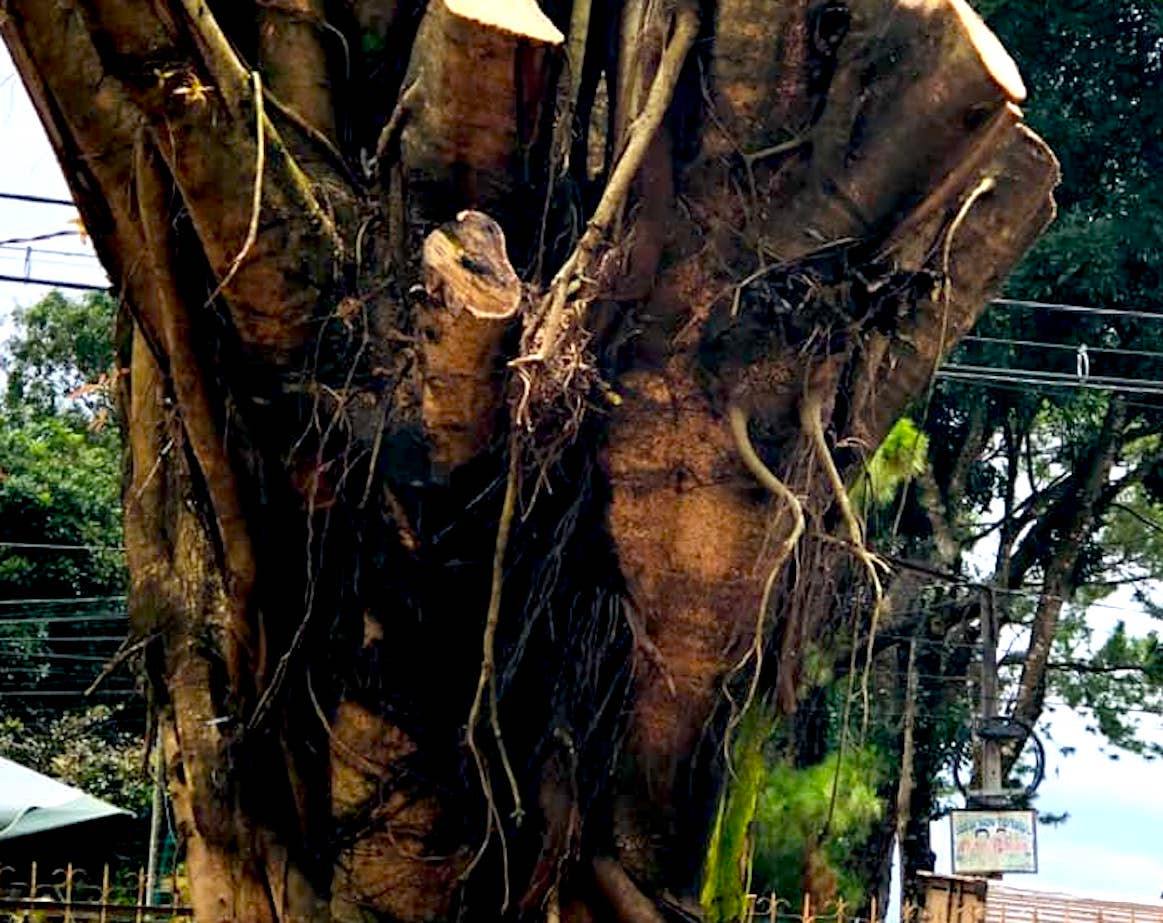 "Đây là một gốc cây bình thường, chỉ là nhận thức mỗi người, có người tới không thấy gì, có người thấy hình ảnh tâm linh nên làm lễ", ông Huỳnh Trọng Quang - Chủ tịch UBND xã Nghĩa Hưng (huyện Chư Păh, Gia Lai) cho biết.