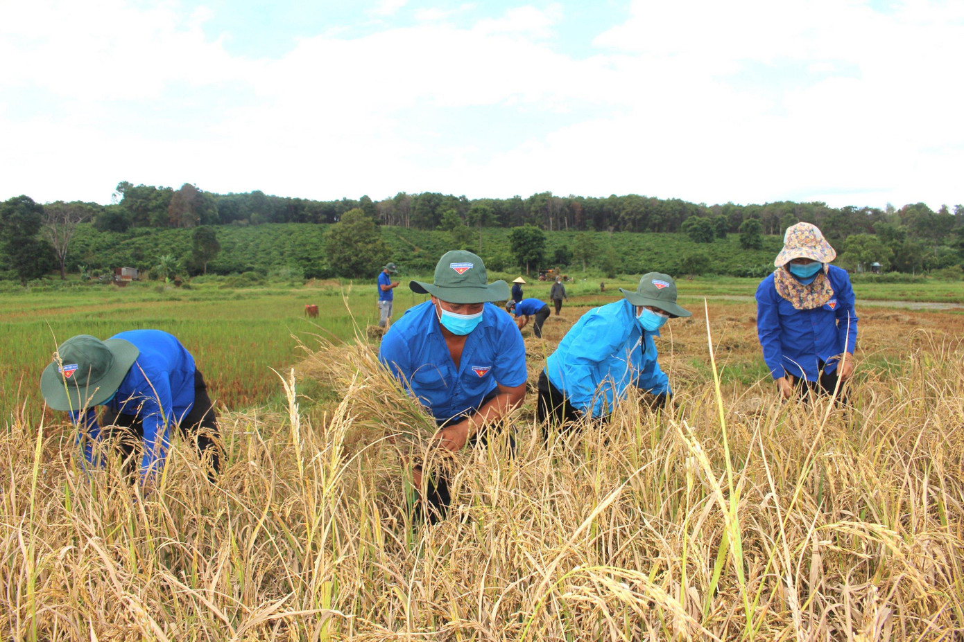 Màu áo xanh thân thuộc cắt lúa giúp người dân kịp thời thu hoạch do ảnh hưởng của dịch COVID-19.