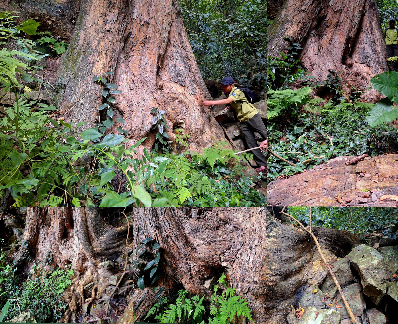 Phần rễ của cây giáng hương cuồn cuộn, ôm những tảng đá lớn.