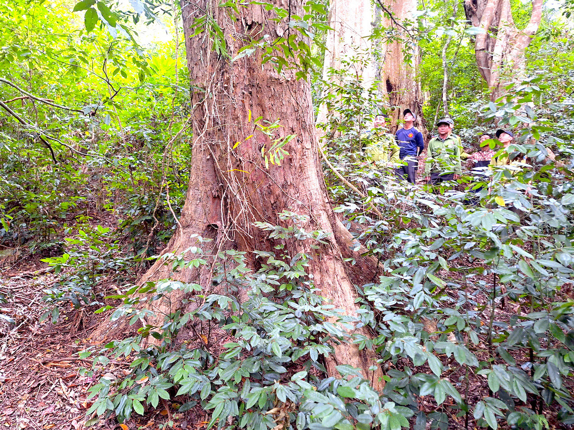 Hằng ngày, người giữ rừng kiểm tra cây giáng hương từ gốc lên tới ngọn.