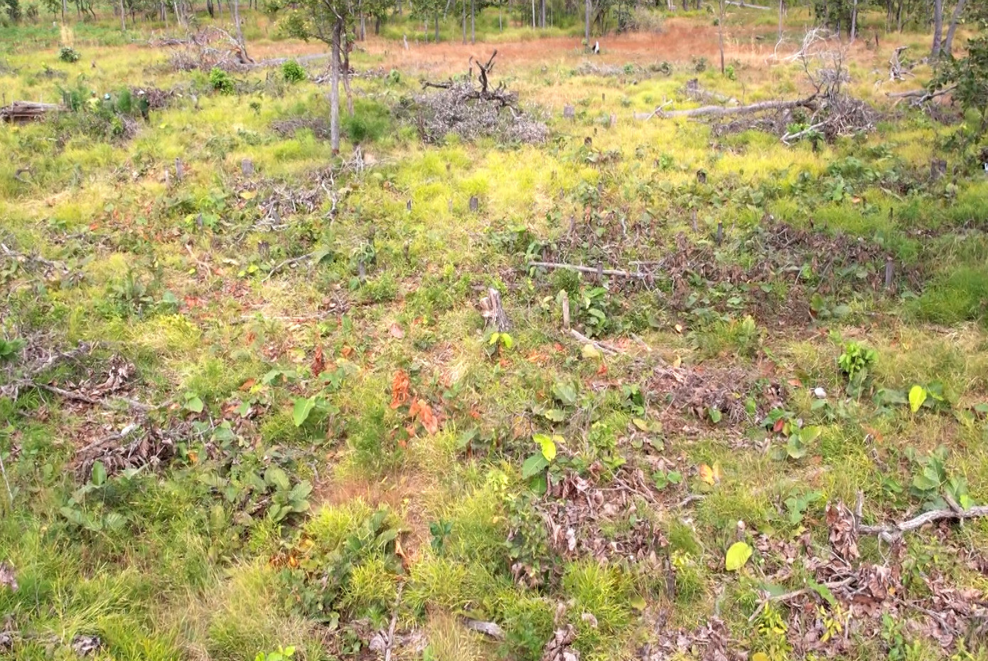 Các thân gỗ bị đốn hạ nằm rải rác thuộc khu vực rừng do Ban Quản lý rừng phòng hộ Ia Meur và xã Ia Mơ quản lý