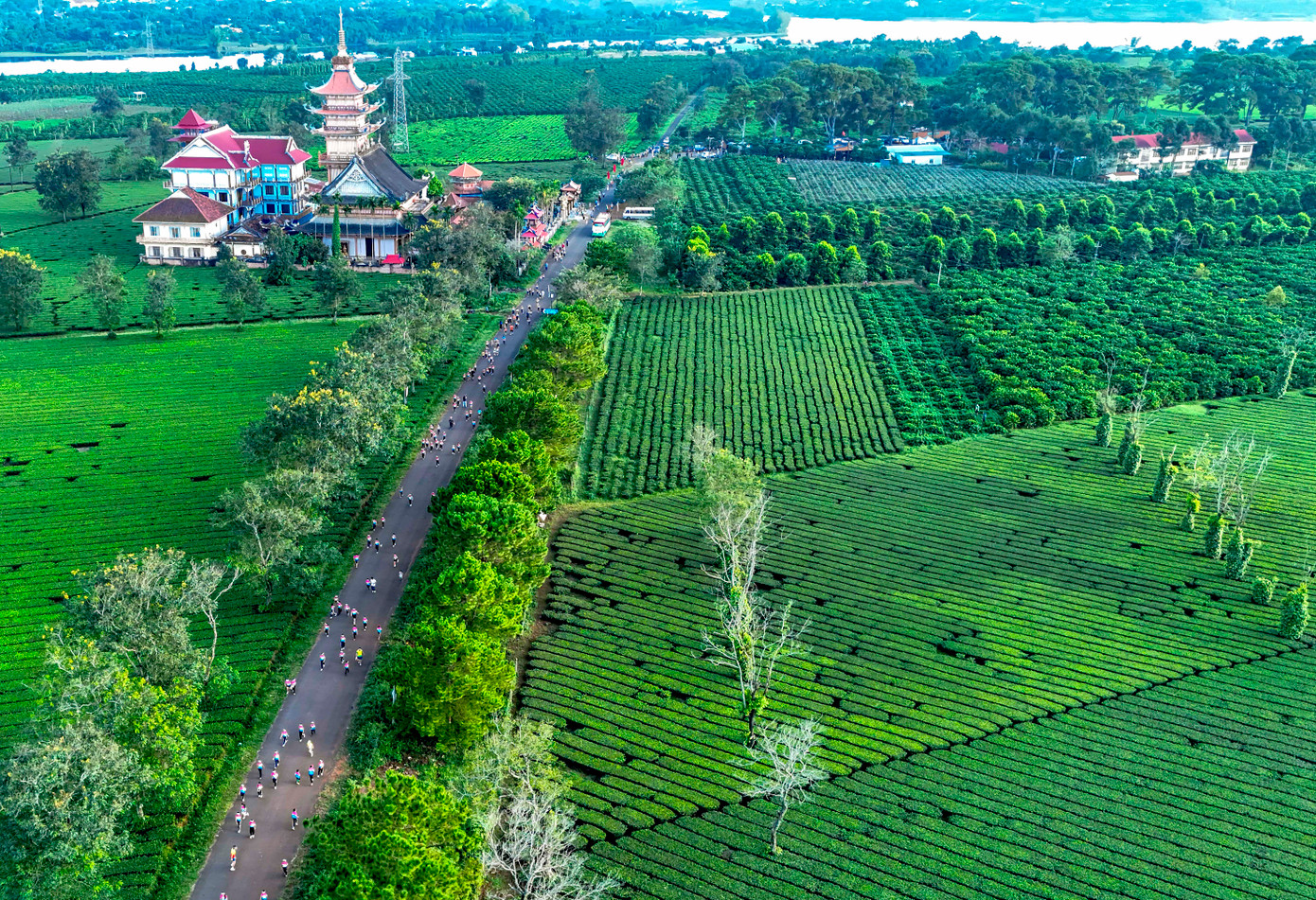 Các runner chạy dưới hàng thông cổ thụ, qua Chùa Bửu Minh cổ kính. Ảnh: Bi Ly