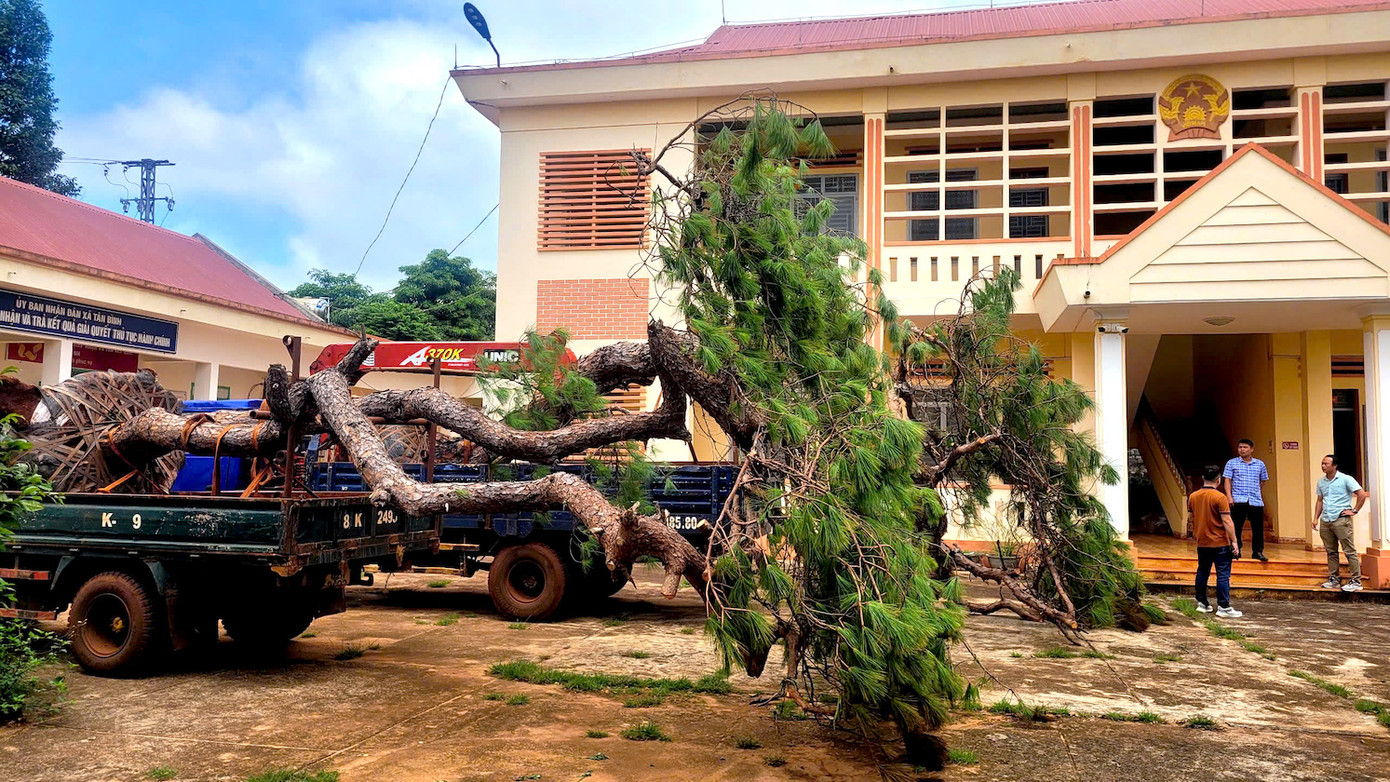Hiện mỗi cây thông giá thị trường lên tới cả trăm triệu đồng. Hiện mỗi cây thông giá thị trường lên tới cả trăm triệu đồng.