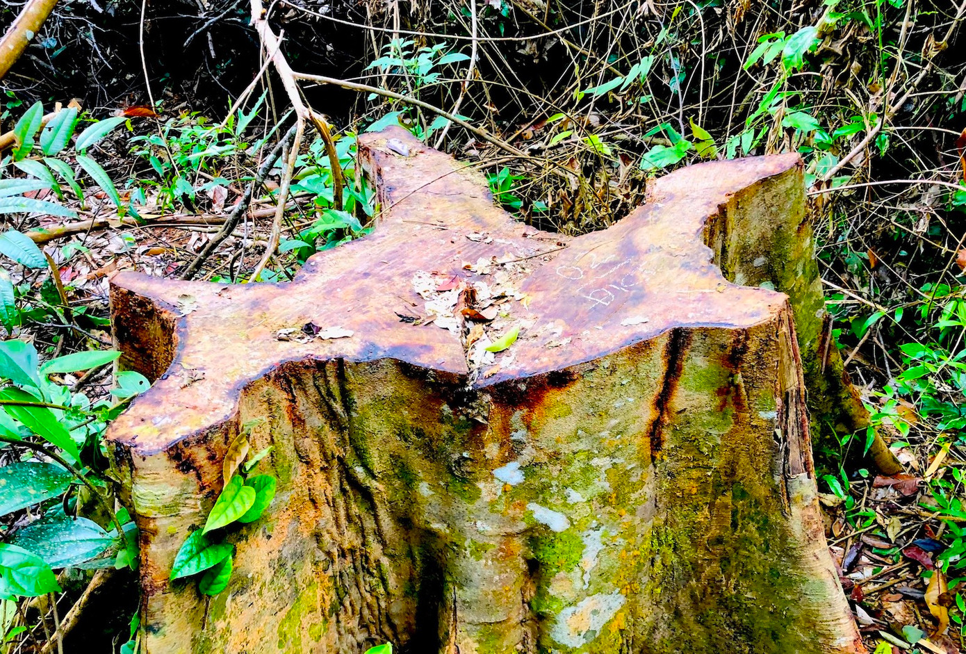 Thân gỗ với đường kính 'khủng' bị đốn hạ