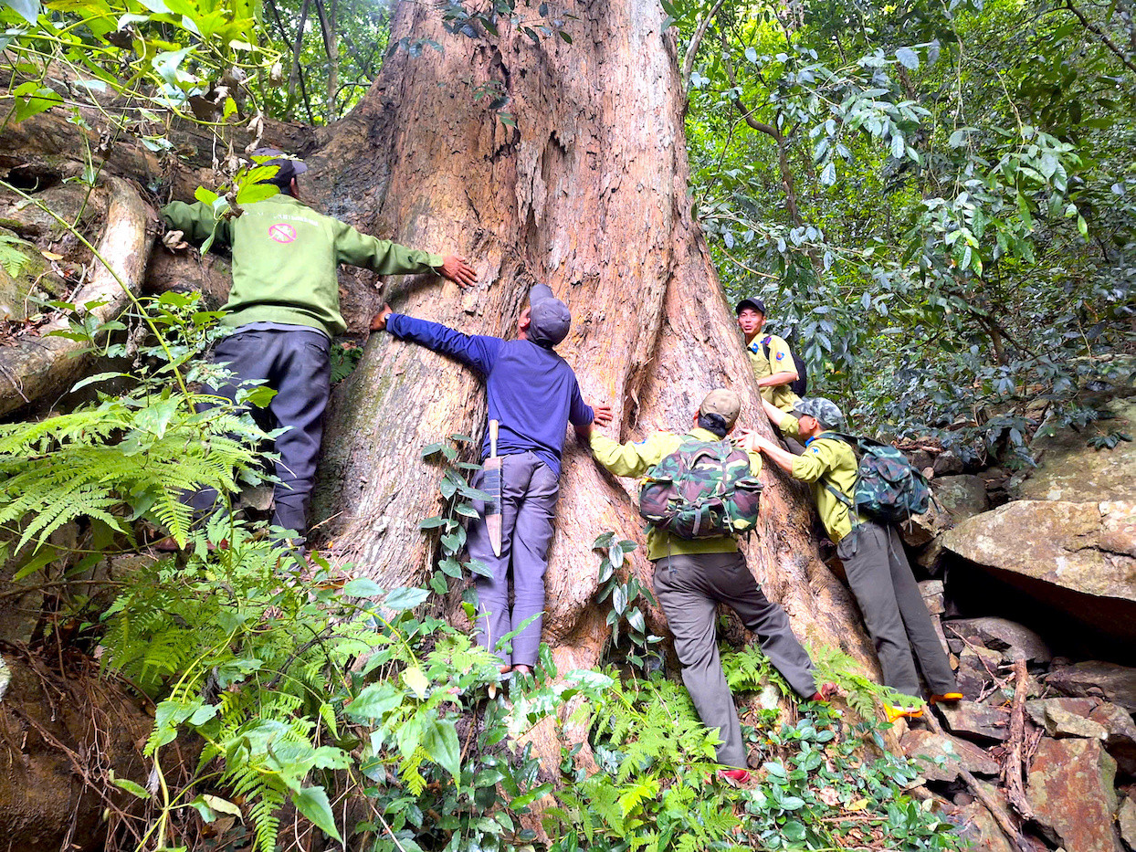 Một cây giáng hương cổ thụ 6 người ôm không xuể, sừng sững giữa núi rừng.