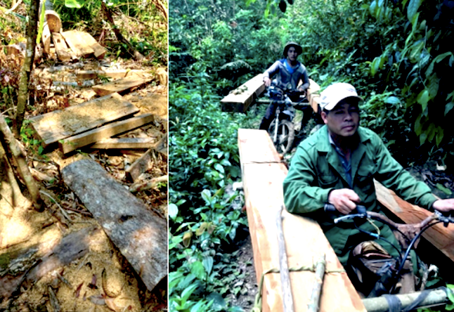 2 đối tượng đang vận chuyển gỗ trái phép (ảnh trái) và hiện trường vụ việc (ảnh phải). Ảnh: Công an tỉnh Gia Lai