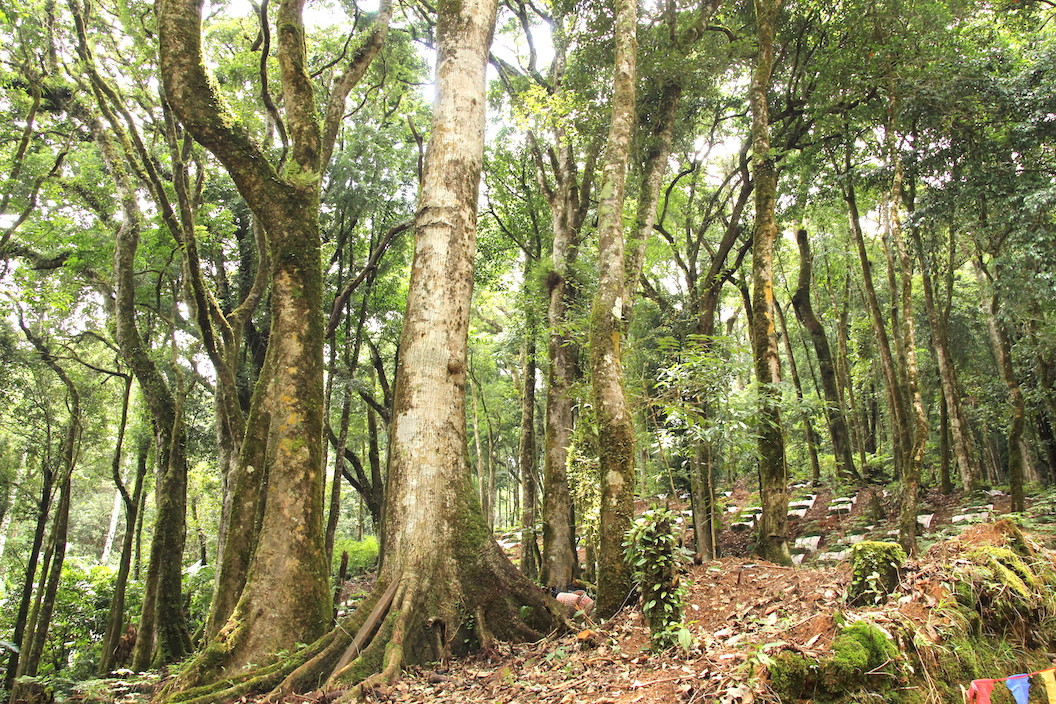 Núi Ngọc Linh nơi có sâm Ngọc Linh giá trị. Núi Ngọc Linh nơi có sâm Ngọc Linh giá trị.