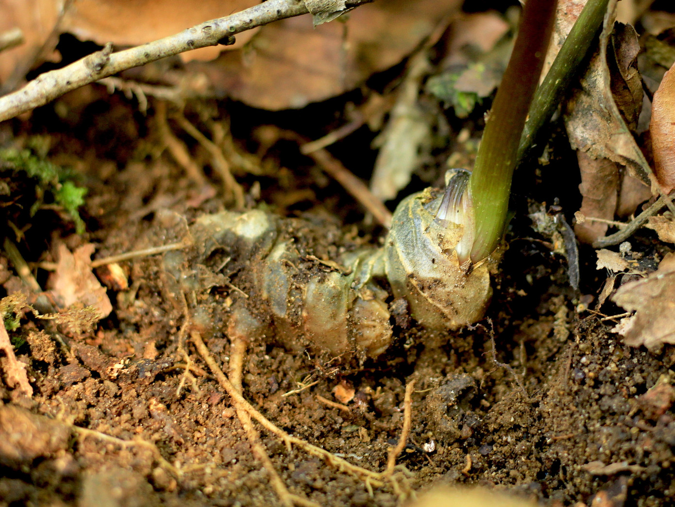 Củ sâm Ngọc Linh. Củ sâm Ngọc Linh.