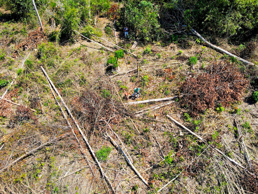 Hàng loạt thân gỗ lớn nhỏ bị cưa hạ.
