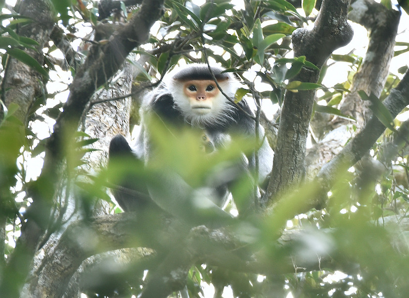 Chà vá chân xám. Ảnh: Khu Bảo tồn thiên nhiên Kon Chư Răng