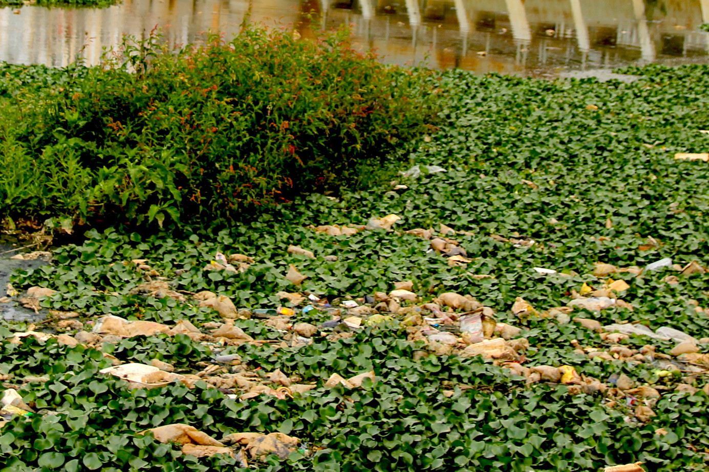Rác thải lẫn với bèo bốc mùi hôi thối