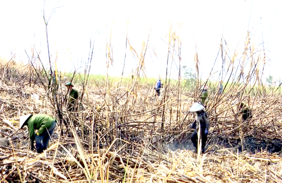 Giá thu mua mía bị cháy thấp hơn khoảng 40 ngàn đồng/tấn so với mía không bị cháy, gây thiệt hại cho nông dân