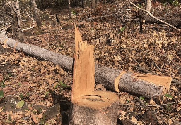 Một số thân gỗ bị đốn hạ trong vụ việc. Một số thân gỗ bị đốn hạ trong vụ việc.