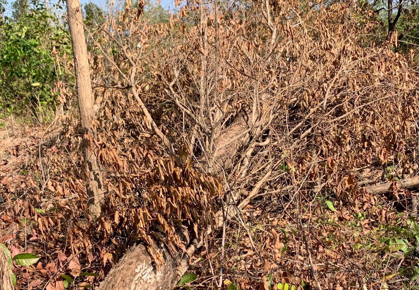 Cả một cánh rừng bị phá tan hoang Cả một cánh rừng bị phá tan hoang