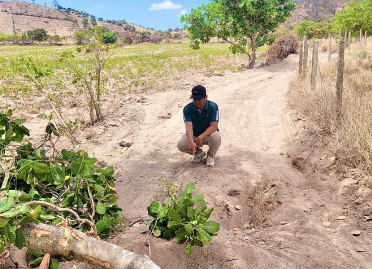 Đường vào bãi đất bị chặn bằng cây. Đường vào bãi đất bị chặn bằng cây.