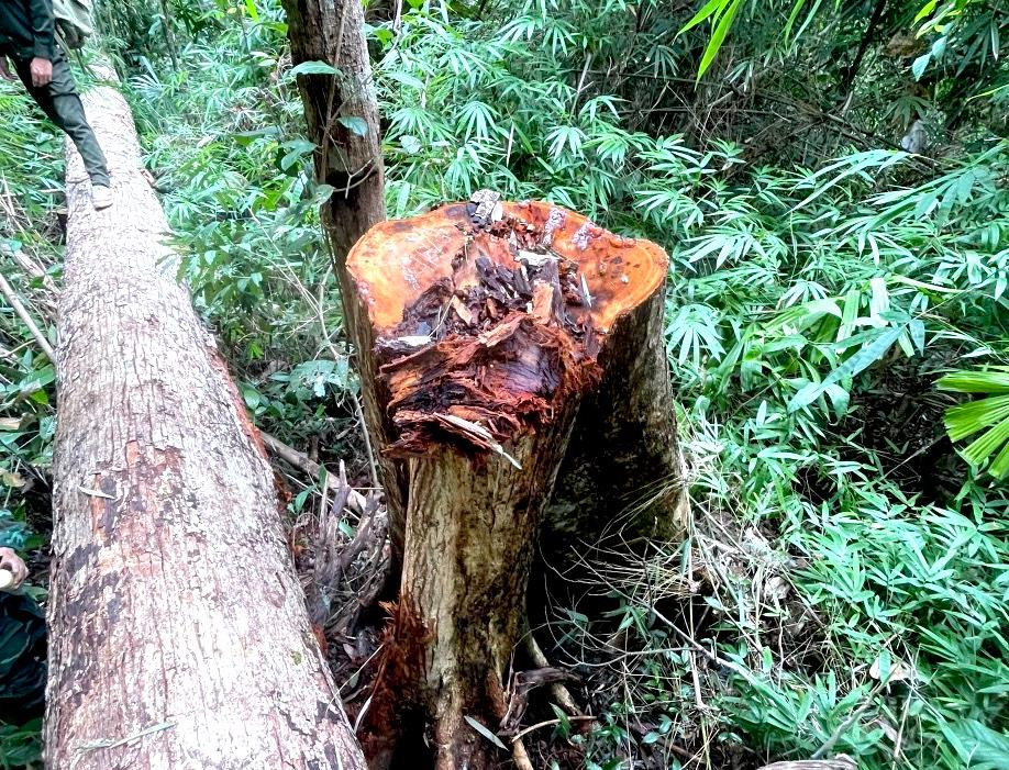 Nhiều thân gỗ vừa bị cắt hạ. Nhiều thân gỗ vừa bị cắt hạ.