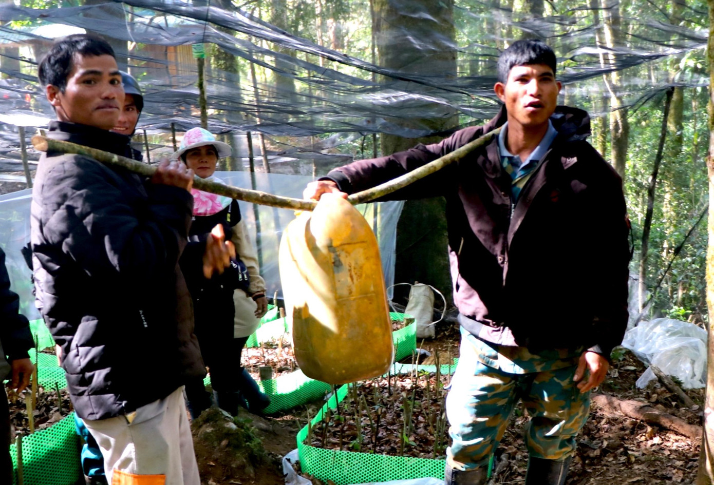 Người dân khi phải vượt dốc núi thẳng đứng gánh nước tới vườn sâm Ngọc Linh Người dân khi phải vượt dốc núi thẳng đứng gánh nước tới vườn sâm Ngọc Linh