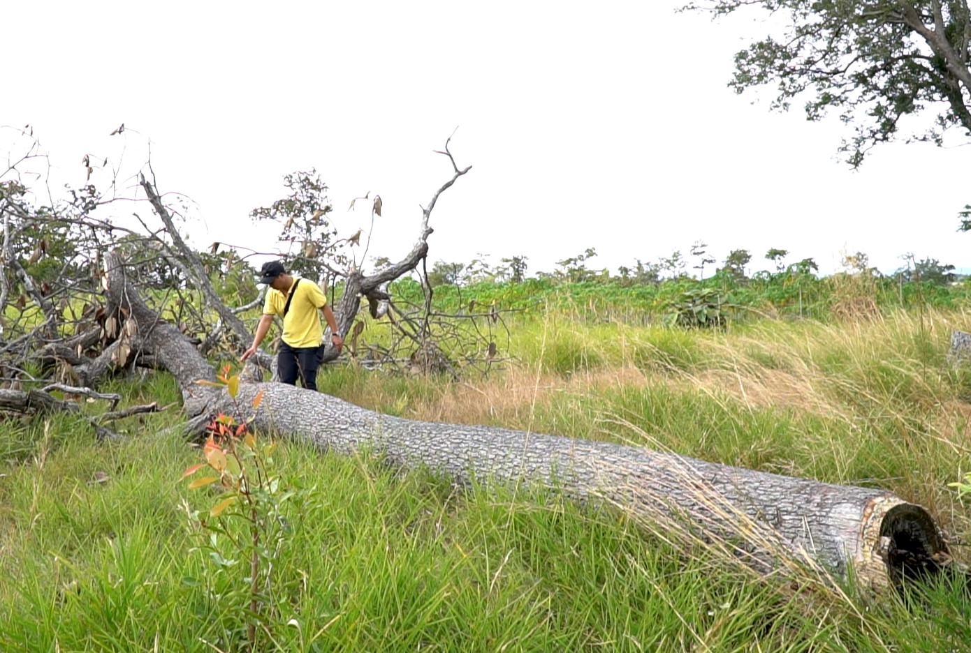 Nhiều thân gỗ khá lớn bị đốn hạ