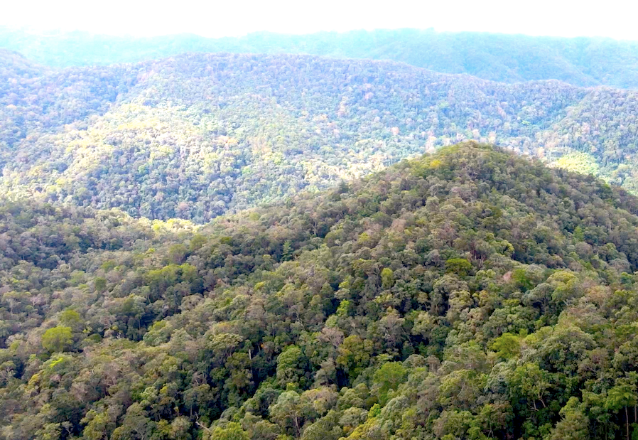 Nhờ thường xuyên tuần tra kiểm soát, cùng sự chung tay bảo vệ của cộng đồng các làng nên hàng chục năm nay khu vực rừng pơ mu này không hề bị tác động và vẫn được gìn giữ nguyên vẹn đến bây giờ.