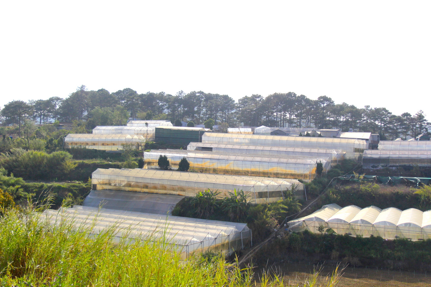 Việc người dân đua nhau làm nhà kính bất tuân quy hoạch đã và đang để lại hệ lụy về khí hậu, cảnh quan môi trường cho đô thị Đà Lạt.