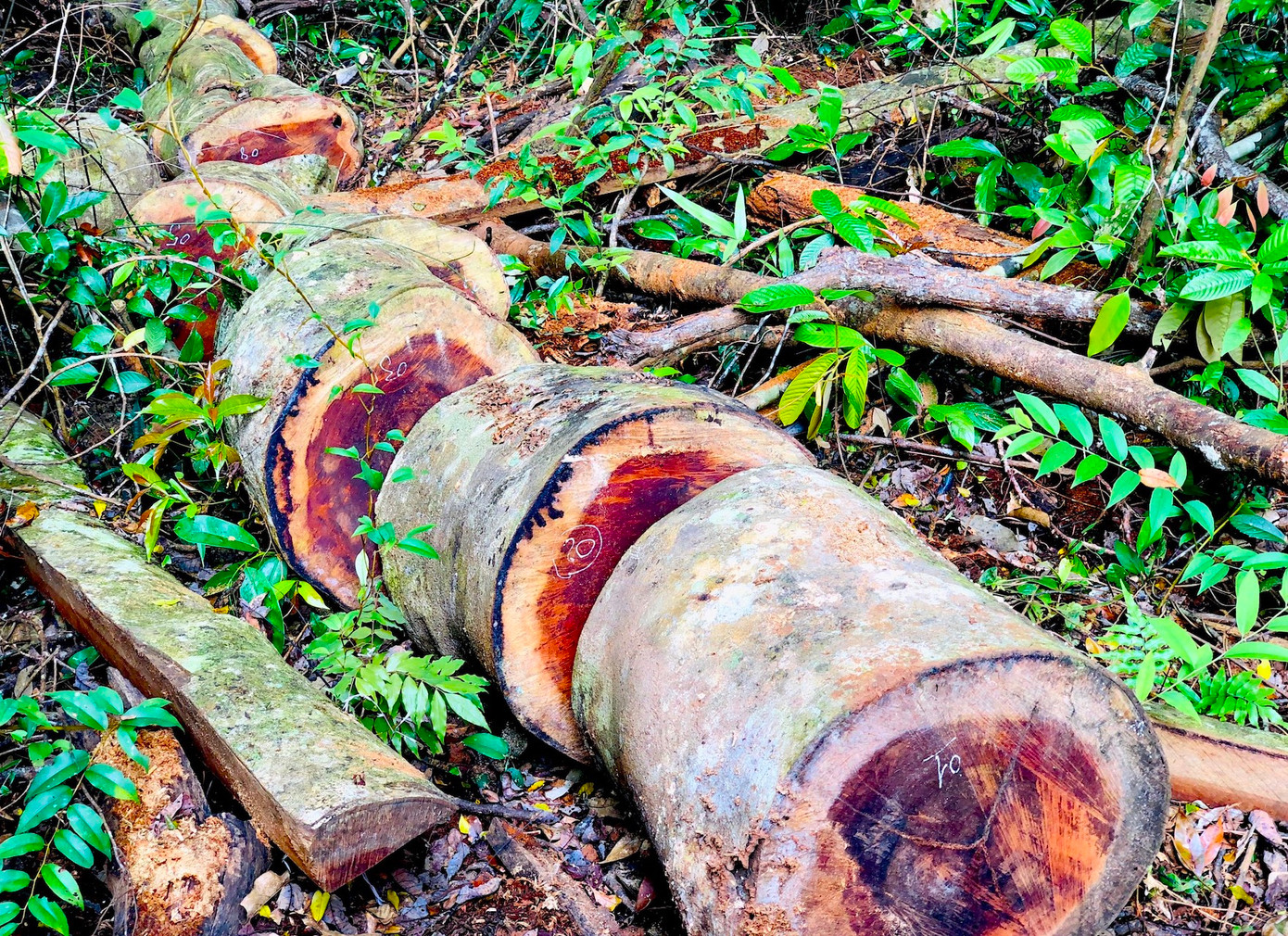 Lực lượng chức năng huyện Kbang cho rằng, vụ phá rừng có nhiều bất thường bởi có hàng loạt lóng gỗ cắt xẻ không theo quy cách