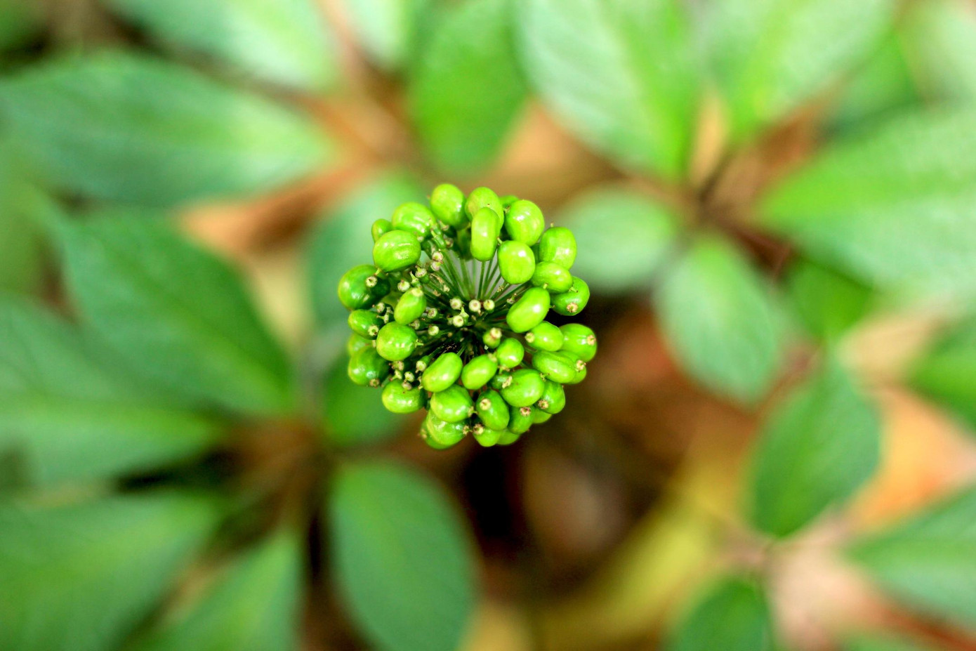 Hạt sâm Ngọc Linh còn non