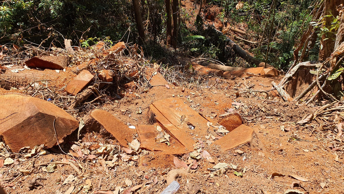 Các thân gỗ đều bị cưa, khoét sát đất.