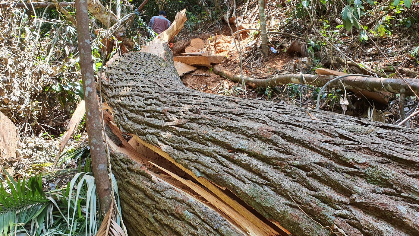 Trong ảnh một cây gỗ hơn 2 người ôm bị lâm tặc cưa hạ. Hiện trường xung quanh tan hoang với những thân gỗ lớn nằm ngổn ngang.